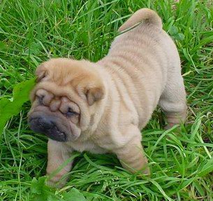 shar pei